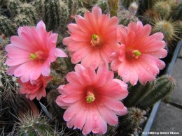 Echinocereus scheeri